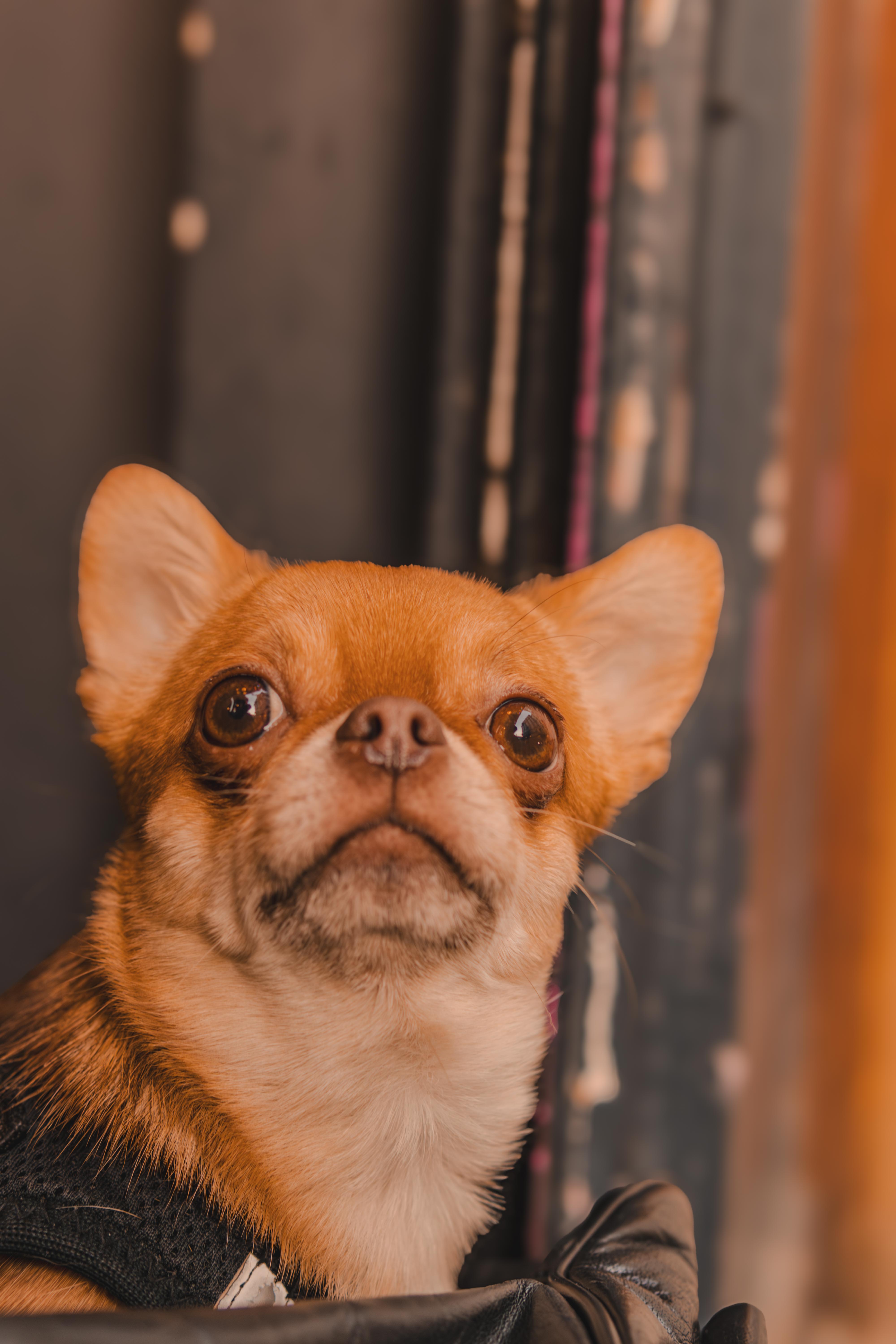 Pet portrait photography by Francesco Fraioli